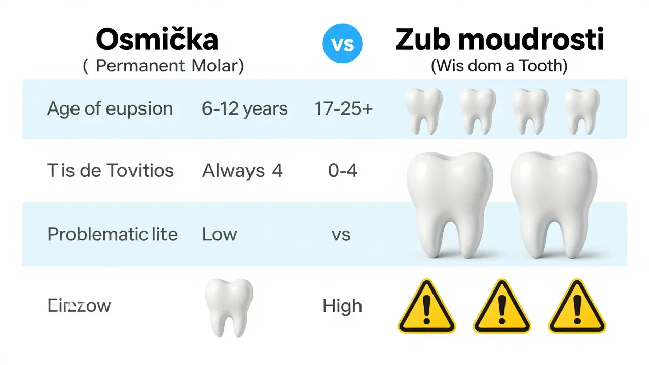 Jak dlouho roste stolička? Kompletní průvodce výskytem osmiček a moudrosti